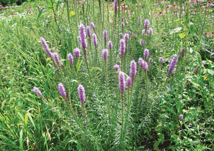 Prairie Blazing Star