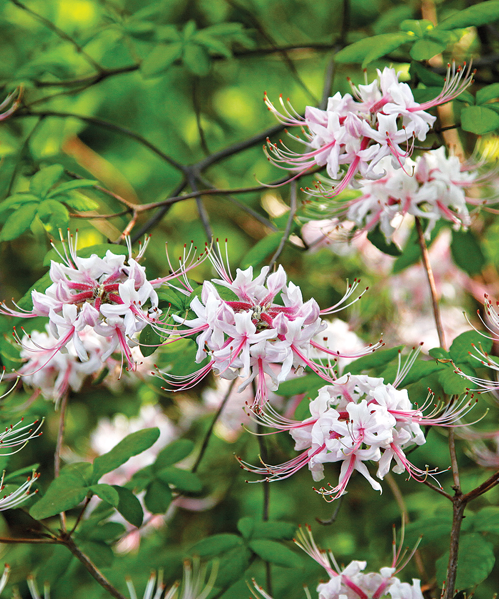 Pinxterbloom Azalea