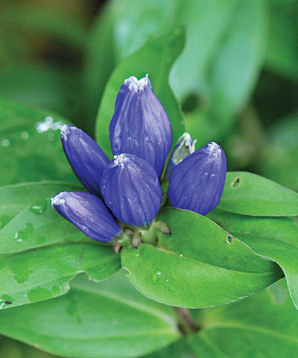 Meadow Bottle Gentian