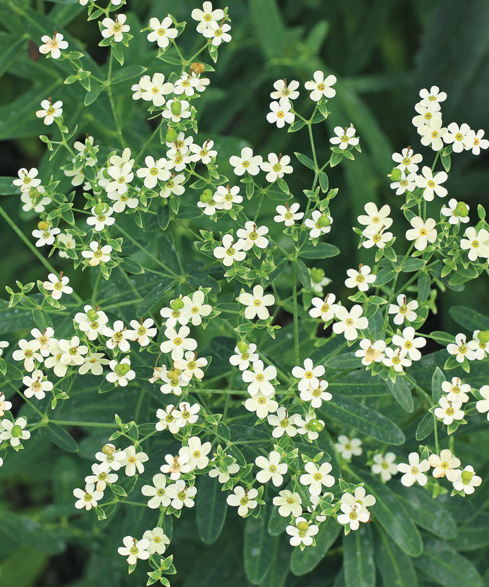 Flowering Spurge