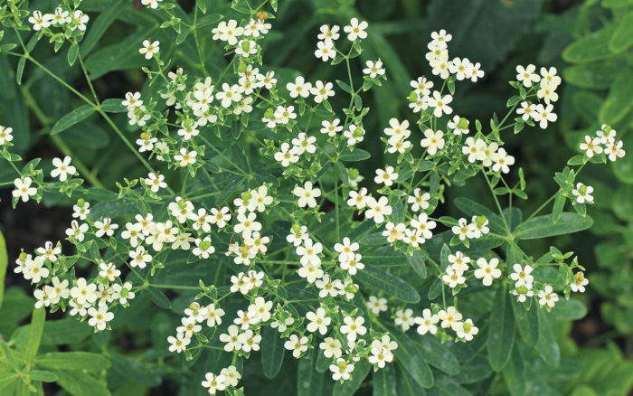 Flowering Spurge