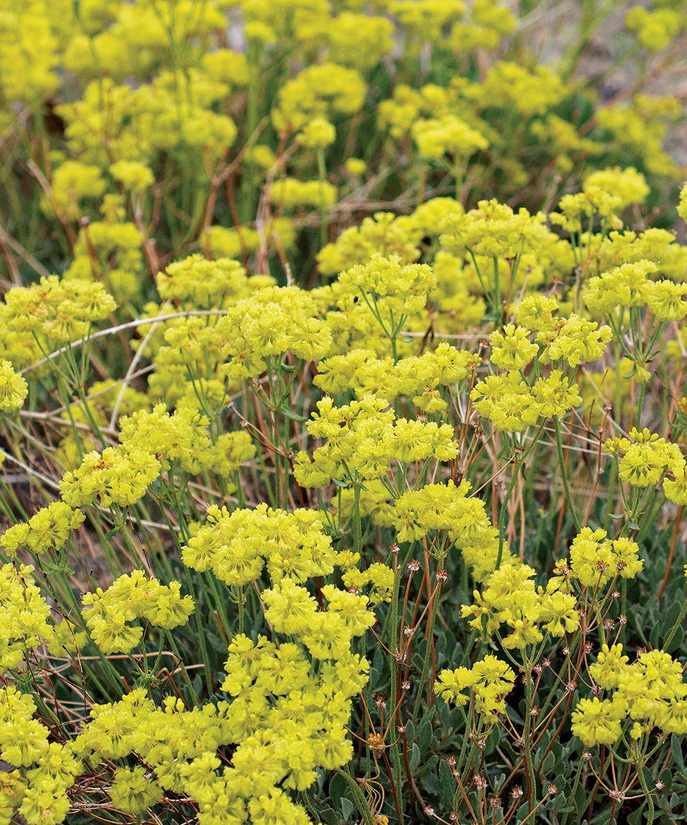 Sulfur Buckwheat