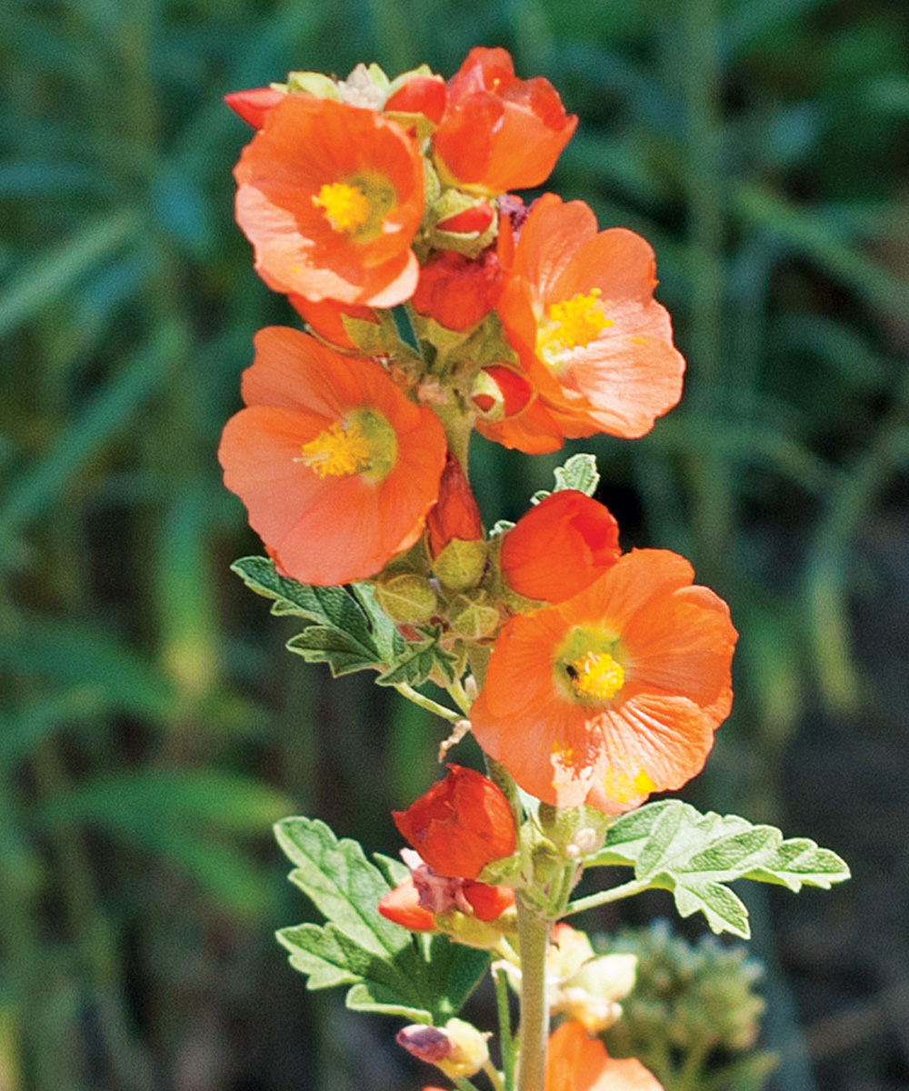 Murnos Globemallow