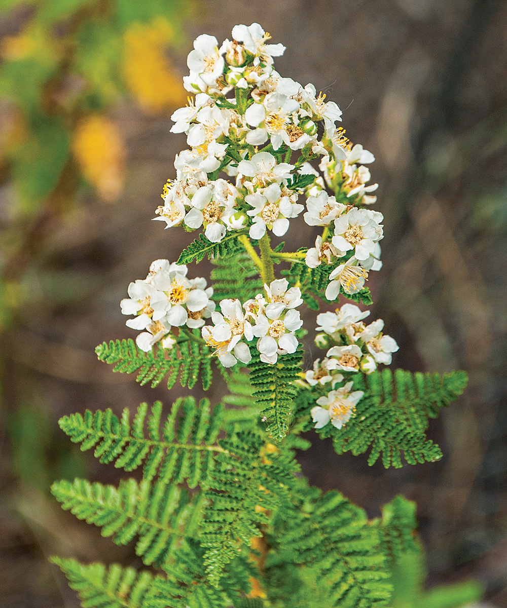 Fernbush