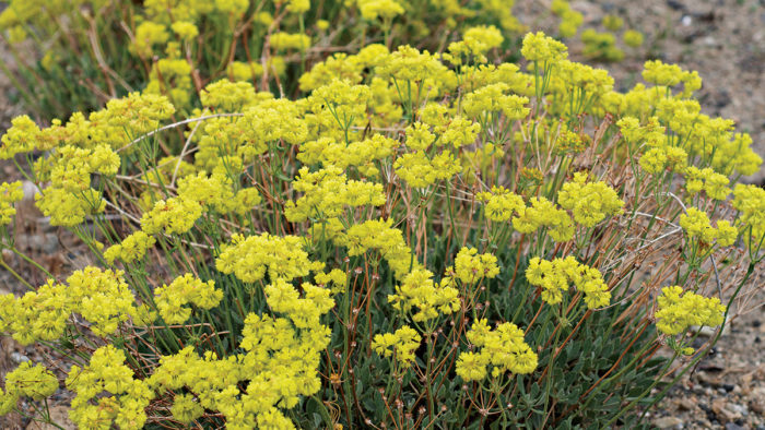 Sulfur Buckwheat