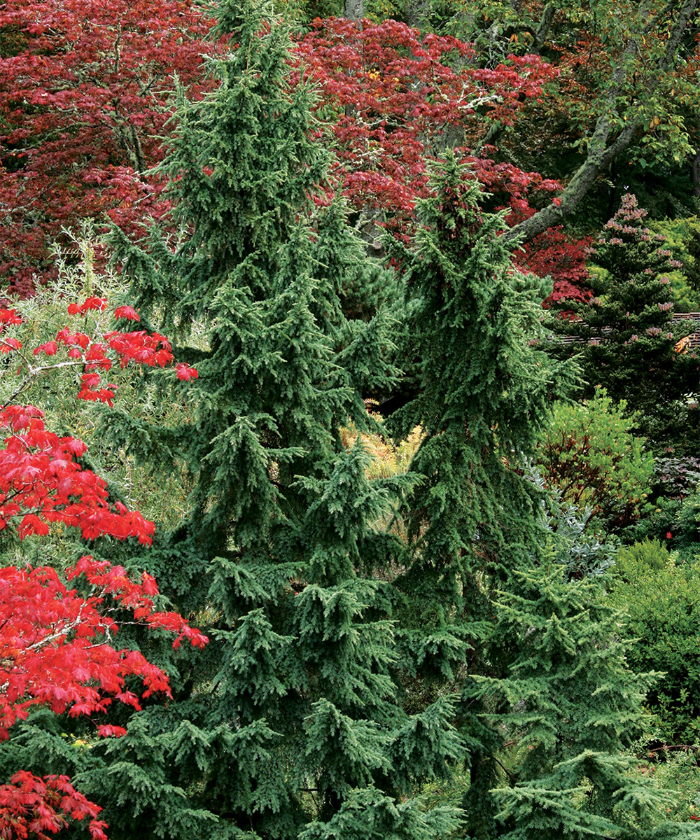 Mountain Hemlock