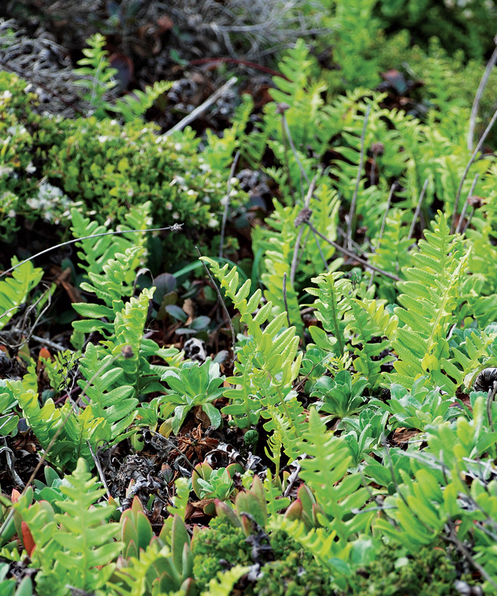 Leatherleaf Polypody