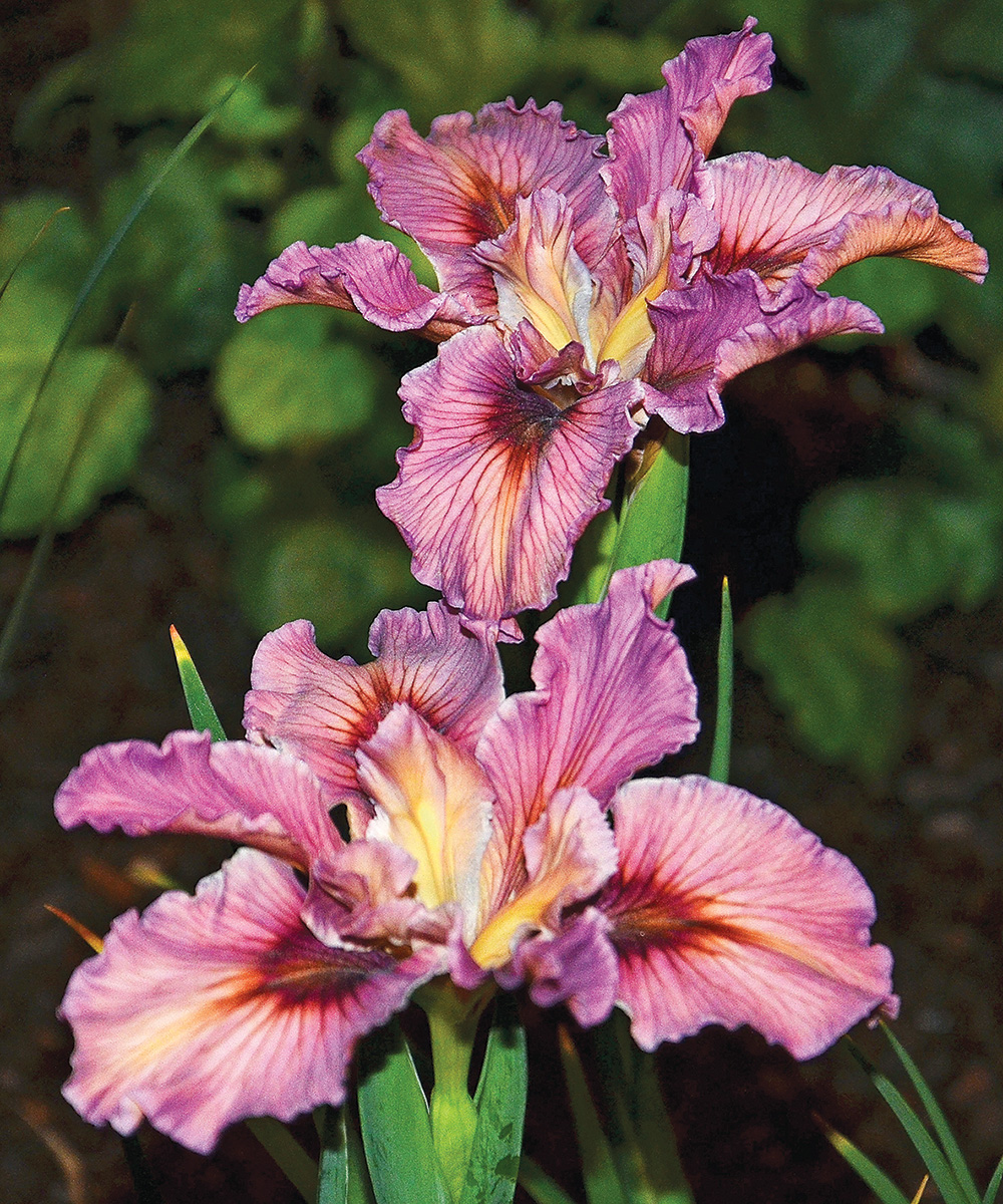 Pacific Coast Hybrid Iris