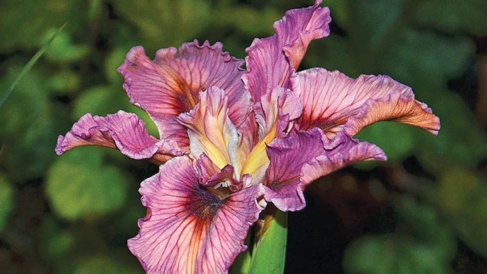 Pacific Coast Hybrid Iris