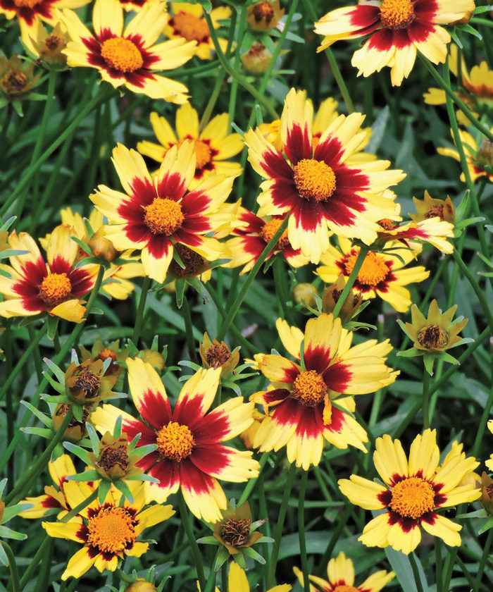 Regional Picks: Best Natives – Southeast - Fine Gardening