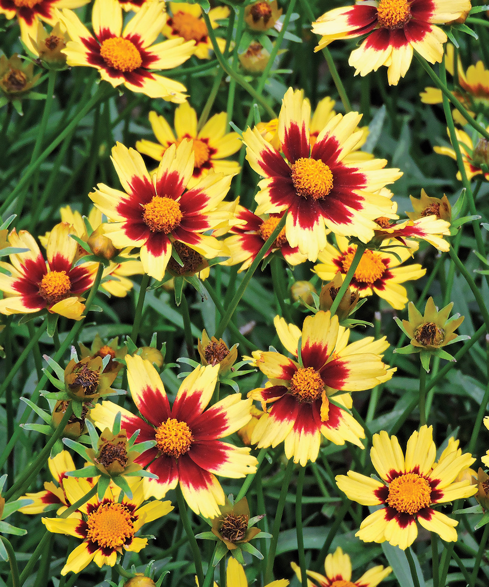 Cosmic Eye Coreopsis