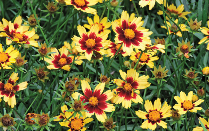 Cosmic Eye Coreopsis