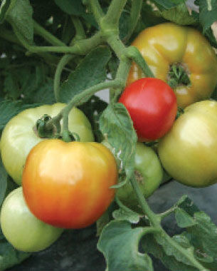 ‘Mountain Fresh’ Tomato