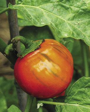 ‘Turkish Orange’ Eggplant