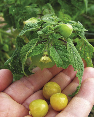 ‘Aunt Molly’s’ Ground Cherry