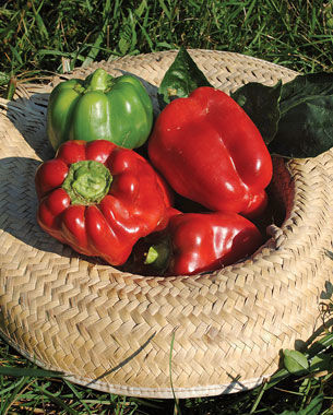 ‘Carolina Wonder’ sweet bell pepper