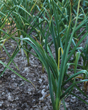 ‘German Extra Hardy’ garlic