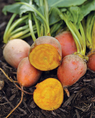 ‘Burpee’s Golden’ beet