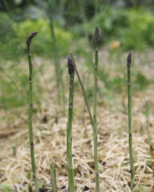 ‘Jersey Giant’ asparagus