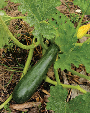 ‘Black Beauty’ squash