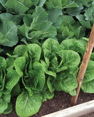 ‘Giant Caesar’ lettuce proves that bigger is better