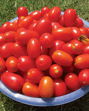 ‘Juliet’ tomato