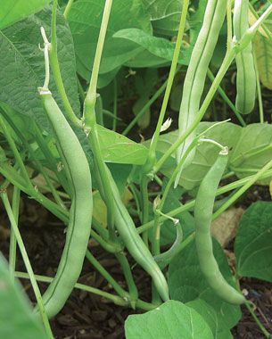 ‘Blue Lake 274’ bush green bean