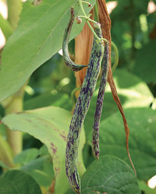 ‘Rattlesnake’ pole bean