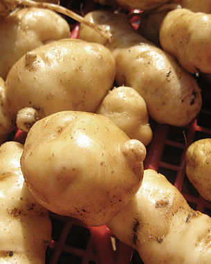 ‘Ozette’ potato