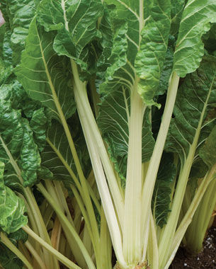 ‘Fordhook Giant’ Swiss chard