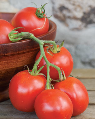 ‘Stupice’ tomato