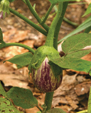 Calliope’ eggplant