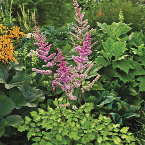 12 Brilliant Astilbes - Fine Gardening