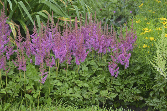 12 Brilliant Astilbes - Fine Gardening