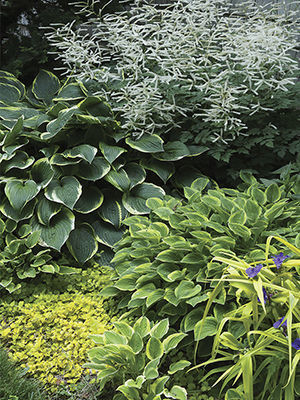 layering plants makes a small garden appear larger