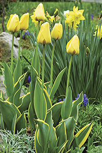 Daffodils and the ‘Garant’ tulip