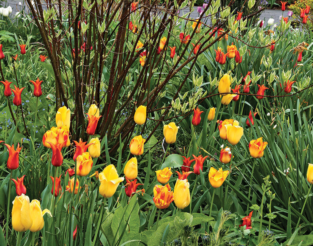 Fluted ‘Aladin’ tulip and bicolored ‘Olympic Flame’ steal the show, while the variegated red twig dogwood adds a little extra color to the background.