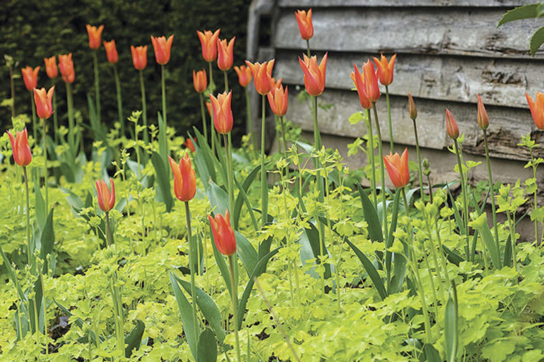 A carpet of ‘Mellow Yellow’ columbine helps set off the searing orange blooms of ‘Ballerina’.