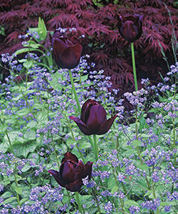 ‘Queen of Night’ tulip, ‘Garnet’ Japanese maple and ‘Jack Frost brunnera