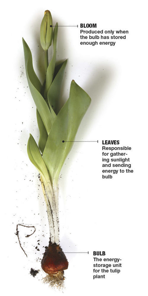 Anatomy of a tulip: bloom, leaves, bulb