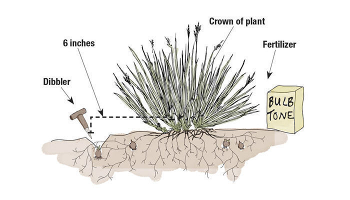 Illustration of elements involved in underplanting bulbs; dibbler, crown of plant and fertilizer