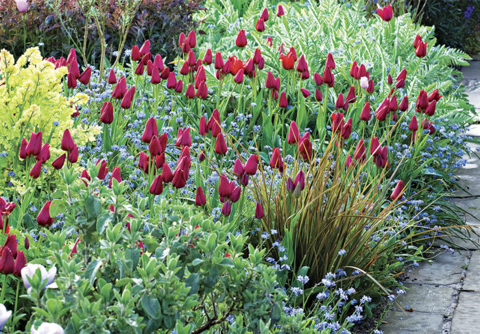 Red georgette tulips