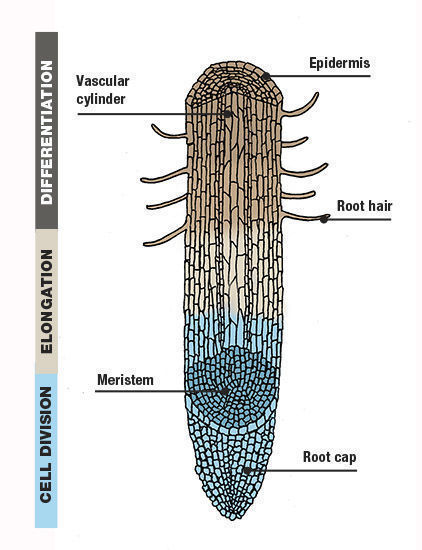 plant roots diagram