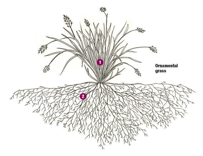 plant roots drawing