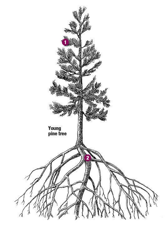 pine tree roots drawing