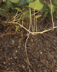 Adventitious roots