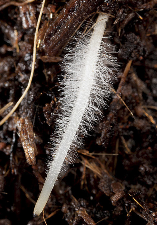 close up of root hairs