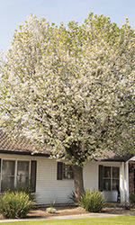 Callery Pear