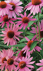 purple coneflower