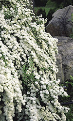 Bridalwreath Spiraea